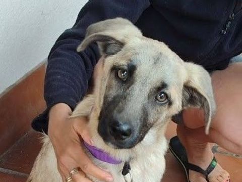 TACA 🩷 Chiot femelle. Une petite merveille &agrave; adopter !  220 24140 Douville