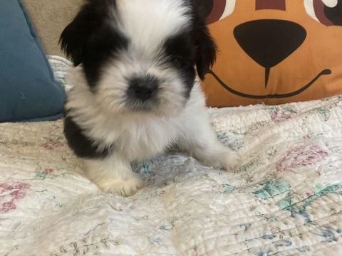 adorables b&eacute;b&eacute;s shih tzu lof 1200 83200 Toulon