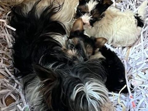 2 adorables chiots biewer-yorkshire 1400 38540 Saint-just-chaleyssin