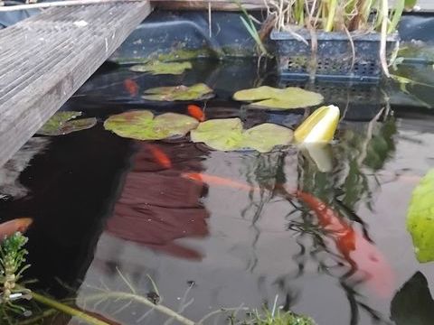 Donne petits poissons de bassin 0 29590 Rosnoën