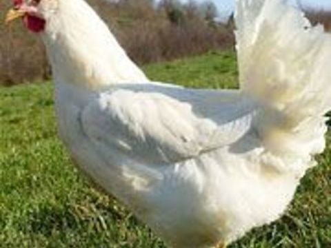 Poule Azur et poule Leghorn blanche. 34 77540 Courpalay