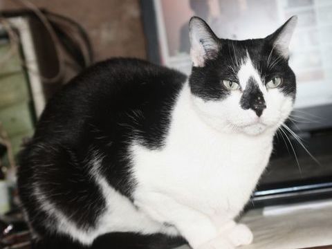 LILO CHAT NOIR & BLANC 6 ANS 1/2 195 92260 Fontenay-aux-roses