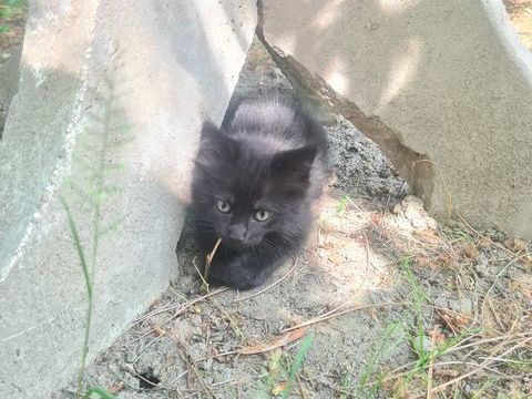 petit chat noir 0 84000 Avignon