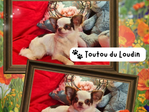 Chiot chihuahua femelle poils longs 650 18140 Pr�cy