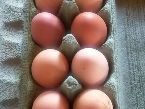 Oeufs fécondés 1 33210 Langon