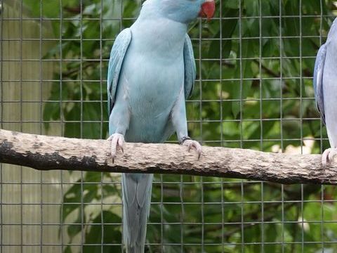 Perruche &agrave; collier 250 33000 Bordeaux