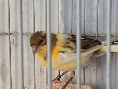 Canaris timbrado baguer en bonne santer et bien entretenu 40 95100 Argenteuil