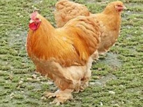 Oeufs f&eacute;cond&eacute;, poule, coq Cochin blanc ou fauve. 39 77540 Courpalay