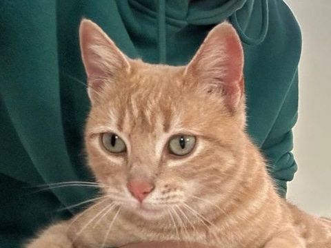 SIRI 230 27620 Gasny