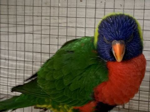 &Eacute;change couple Lori arc en ciel contre ca&iuml;que eam 500 69500 Bron