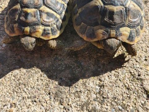 Tortue 0 34500 B�ziers