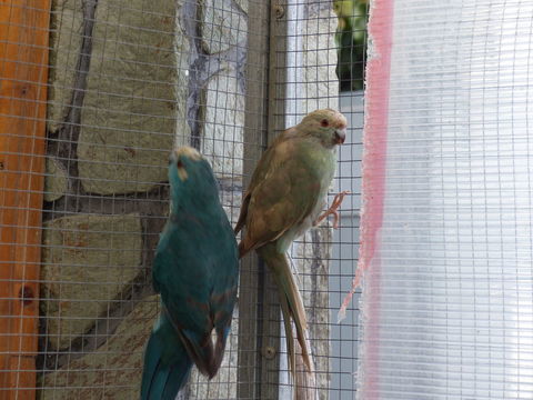 kakariki 50 85550 La barre-de-monts