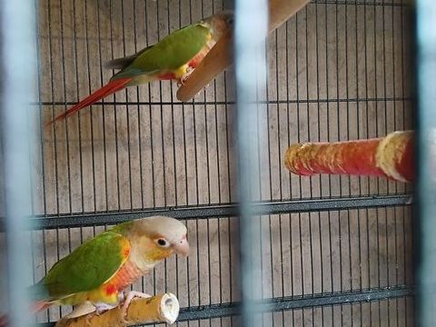 Couple de conure molinae 180 49430 Durtal