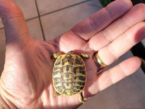 B&eacute;b&eacute; tortue de terre juv&eacute;nile. 50 83260 La crau