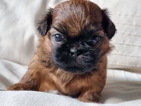 A r&eacute;server magnifiques chiots shih tzu lof 1300 17000 La rochelle