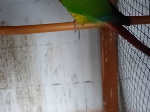 Connure 70 94450 Limeil-br�vannes