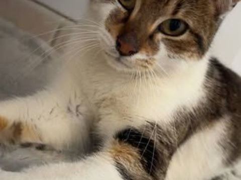 Chat COOPER &agrave; l adoption 200 26130 Saint-restitut