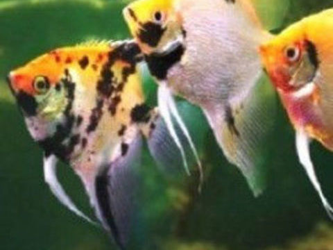 (( cause déménagement )) don gratuit de poisson eau douce 0 51310 Neuvy