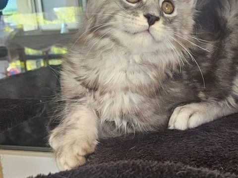 maine coon loof 1550 74350 Allonzier-la-caille