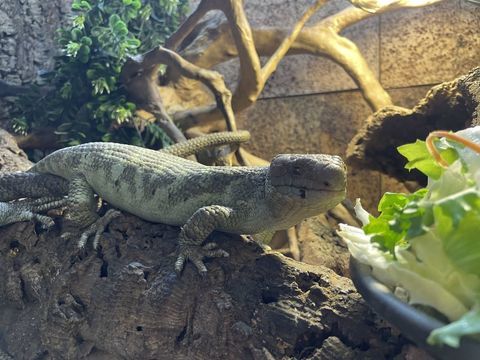 Corucia zebrata 500 06540 Breil-sur-roya