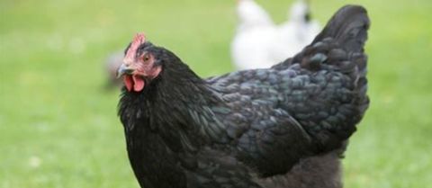 Poule pondeuse noire de Gascogne 15 82140 Cazals