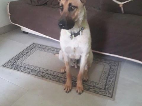 Chien VEGGO à l adoption 210 26380 Peyrins