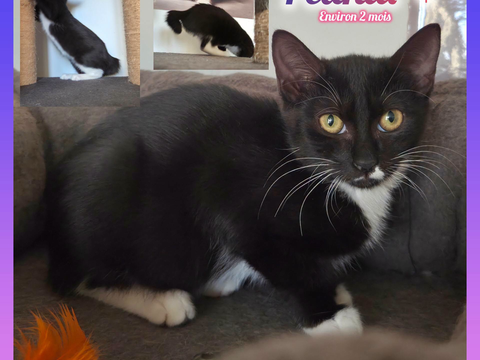 Peanut &agrave; l'adoption 200 12000 Rodez
