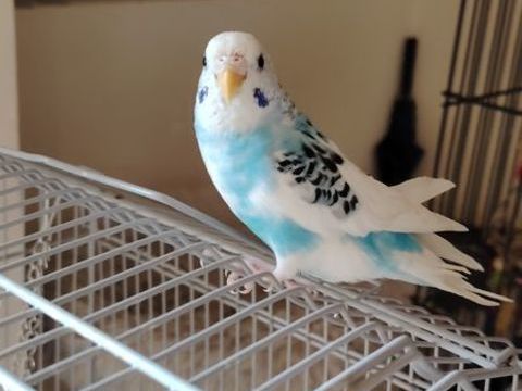 Perruche femelle 15 71190 Laizy