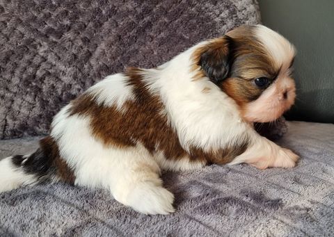 A r&eacute;server magnifique m&acirc;le shih tzu lof 1200 17000 La rochelle