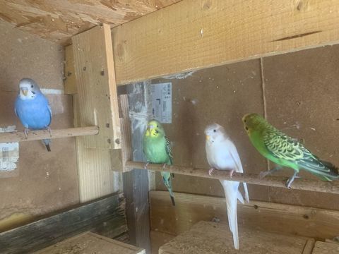 vent perruche ondul&eacute;e plusieurs colories ann&eacute;es 2025 10 38300 Ch�zeneuve