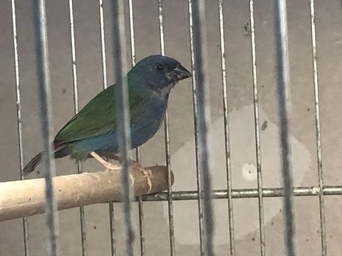 Diamant de forbes 50 93220 Gagny