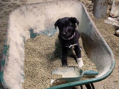 Chiots berger allemand crois&eacute; border collie
0 68650 Lapoutroie