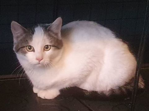 DAGOBERT 200 91310 Leuville-sur-orge