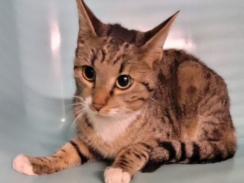 ALISTER, chat tigré 1 an 100 34500 Bziers