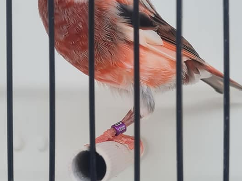 Canaris Arlequins portugais 2025 30 40000 Mont-de-marsan