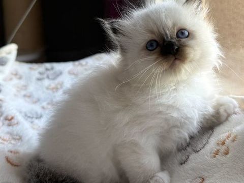 Adorables chatons sacr&eacute;s de Birmanie 1600 38510 Morestel