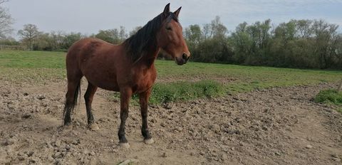 Cheval hongre  r&eacute;forme, &acirc;g&eacute; de 6 ans 0 49440 La cornuaille