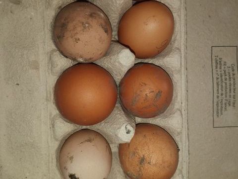oeufs de poule 3 38270 Beaurepaire