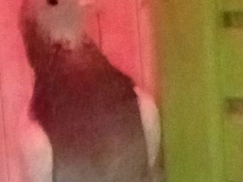 Pigeon 15 50300 Avranches