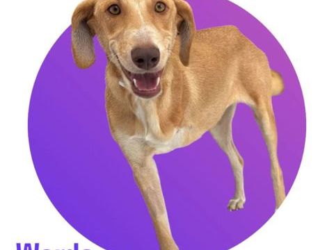 WARDA, hyper sociable avec tous et adorable, attend toujours sa famille pour la vie ! 300 28250 Senonches