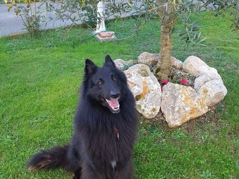 Recherche chienne berger belge Groenendeal pour saillie 0 31620 Fronton