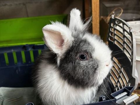 Lapin nain 5 49120 Chemill�