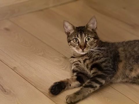 Milo, chat tigr&eacute; &agrave; adopter 200 44530 Guenrouet