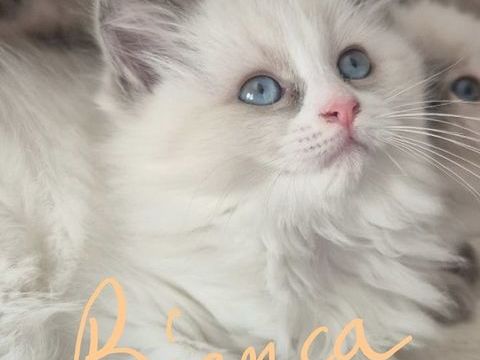 vend quatre femelle Ragdoll sur Derval 44590 850 44590 Derval