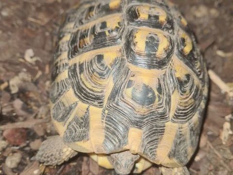 Tortue de terre m&acirc;le adulte 149 06500 Menton