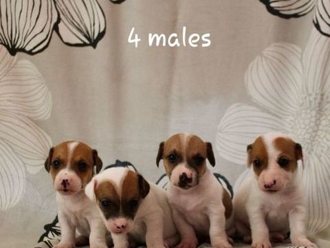 Chiots jack russel Terrier 750 72440 Saint-michel-de-chavaignes