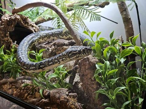 Python Diamant Femelle Adulte 1150 51100 Reims