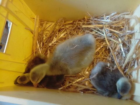 Oisons 10 44100 Nantes