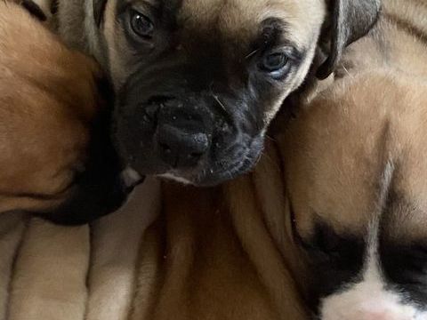 A r&eacute;serve chiots   Type bullmastiff  seront tres Costo.  4 0 13800 Istres