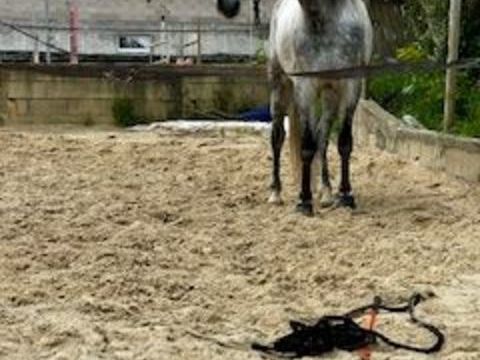 Lusitanien 4500 13111 Coudoux